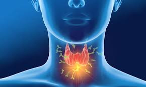 Thyroid :small gland, big function